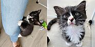 Kitten with Magnificent Whiskers Brought Back from the Street and Melts Everyone’s Heart – My WordPress