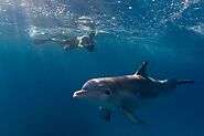 Swimming with Dolphins