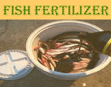 Fish Fertilizer As An Organic Fertilizer