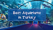 Best Aquariums in the World - Ertugrul Forever Forum