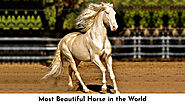 Most Beautiful Horse in the World - Ertugrul Forever Forum