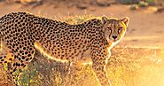 Cheetah's HD Pictures - World Fastest 1st Land Animals