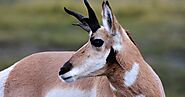 Pronghorn's HD Pictures - World Fastest 2nd Land Animals