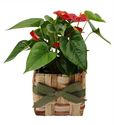 Anthurium in a Seagrass Pot