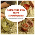 Extracting DNA From Strawberries Experiment