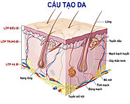 Tìm hiểu chi tiết cấu trúc da của chúng ta như thế nào? | Dr Lacir