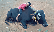 Bull dies due to plastic consumption; HSR Layout residents launch anti-plastic campaign - Residents Watch - Bengaluru