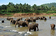 Pinnawala Orphanage