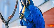 Hyacinth Macaw the largest of all the species parrots in the world