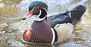 The Wood Duck is the most amazingly colorful waterfowl in the world