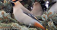 The Bohemian Waxwing most beautiful birds in the world