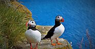 One such a super cute funny creation is The Atlantic Puffin