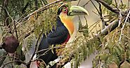 The keel-billed toucan the colorful Latin American member of toucan family