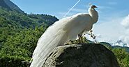 One of the very special and beautiful birds Peacock