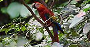 Scarlet Macaw the most beautiful South American queen