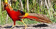 The Golden Pheasant a wonderful golden colors bird