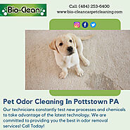 Pet Odor Cleaning in Pottstown