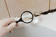 Do You Need Mold Inspection Companies?