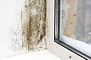 Hire A Certified Company For Mold Inspection Services In Texas