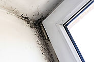 Why Do You Need a Professional Mold Inspection?