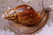 The SnailFarmer » A-Z of Snail Farming in Nigeria