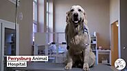 Professional Dog Training Perrysburg | Perrysburganimalhospital.com