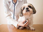 How to keep a safe DEA veterinary practice?