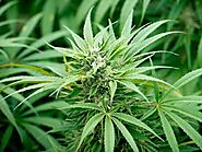 DEA Announcement A Step Ahead for Cannabis Growers
