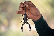 Scorpion Bite Treatment in Ayurveda