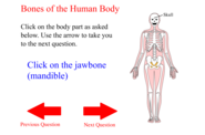 Bones of the Human Body