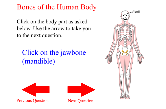 Skeletal System | A Listly List