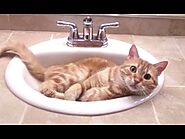 Funny Cats - A Funny Cat Videos Compilation 2016 || NEW HD