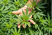 Medicinal Cannabis Consultation & Treatment - Marijuana Specialists