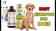 best shampoo for dogs