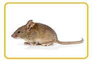 Reliable Pest Control Technicians/Exterminators. Serving Edmonton, Sherwood Park and St. Albert.