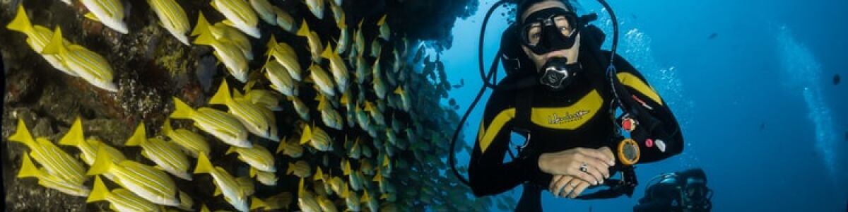 Headline for Maldives Diving: A Comprehensive List of Things to Know Beforehand