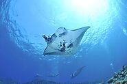 Manta Rays, Sting Rays, and Eagle Rays