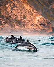 Watch Dolphins at the Gulf of Oman
