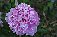 Peony picture from NC