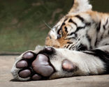 Lay your Hands on the Excellent CRM software - Vtiger CRM