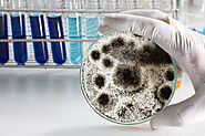Best Professional Mold Testing Service Available Here