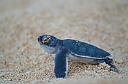 Kuta Beach Sea Turtle Conservation Centre