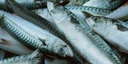 Nyheter om fiskeri, oppdrett og sjømat - Fish.no