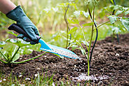 Use rooting powder that helps flourish your plants in garden - Growmate