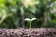 Organic Plant Feed and Garden Fertilisers - Growmate