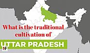 What is the traditional cultivation of Uttar Pradesh?