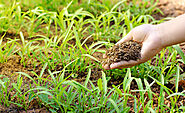 For Proper Plant Growth Use Soil Fertilizer
