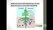 Roles of Arbuscular Mycorrhizal Fungi on Plant Growth | indogulf