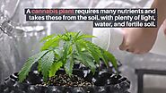 How to use nutrients and fertilizers to grow marijuana plants