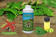Get The Best Neem Oil for Plants - Indogulf